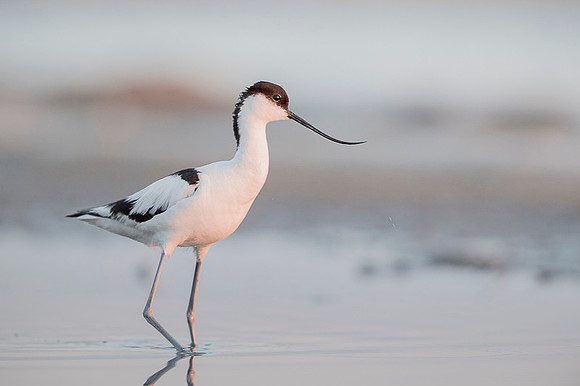 Avocet / Szablodziób