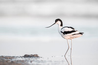 Avocet / Szablodziób