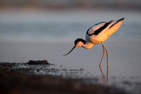 Avocet / Szablodziób