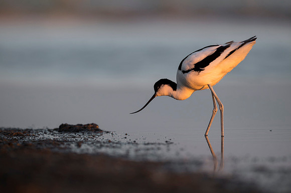 Avocet / Szablodziób