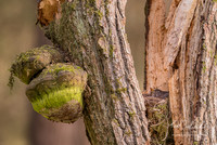 Common Blackbird / Kos