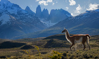 Guanaco