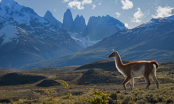 Guanaco