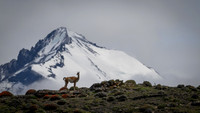 Guanaco