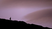 Guanaco