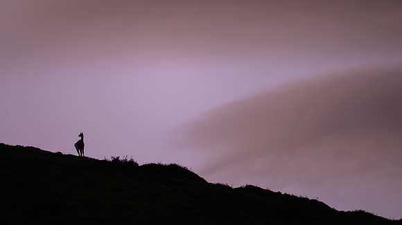 Guanaco