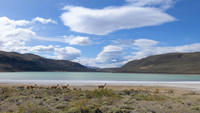 Guanaco