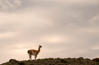 Guanaco