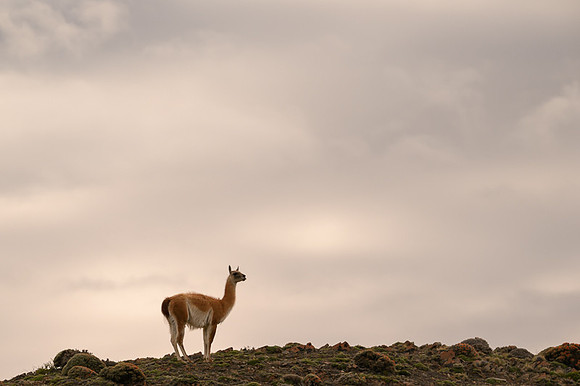 Guanaco