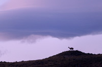 Guanaco
