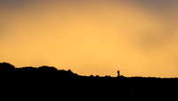 Guanaco
