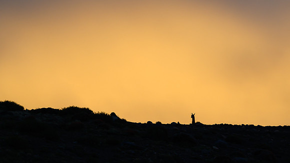 Guanaco