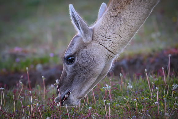 Guanaco