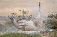 Guanaco