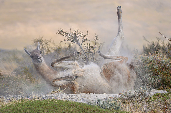 Guanaco