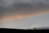 Guanaco