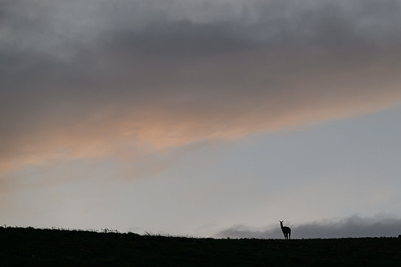 Guanaco
