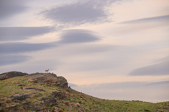 Guanaco