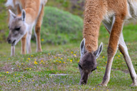 Guanaco