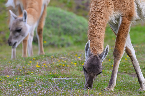 Guanaco