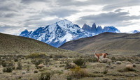 Guanaco