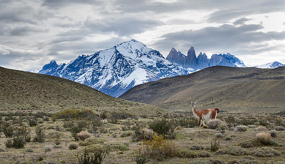 Guanaco