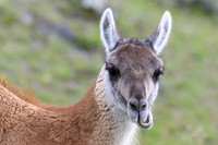 Guanaco