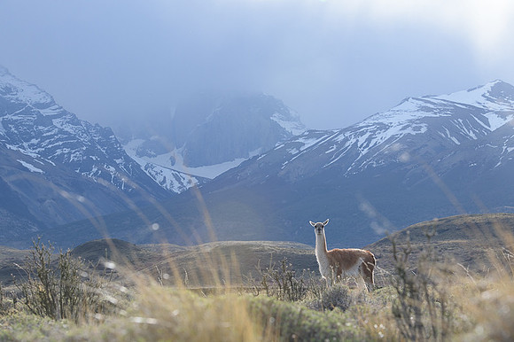 Guanaco