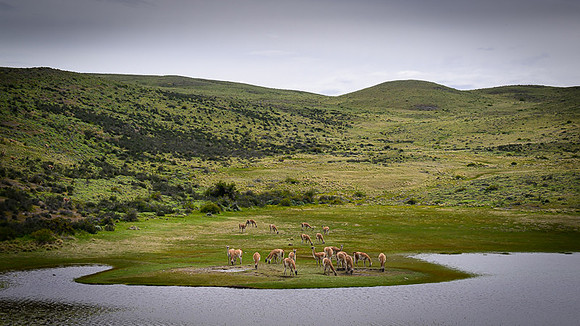 Guanaco
