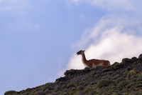 Guanaco
