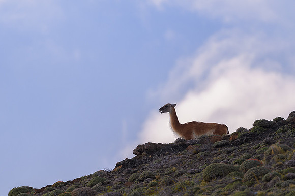 Guanaco