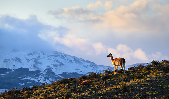 Guanaco