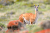 Guanaco