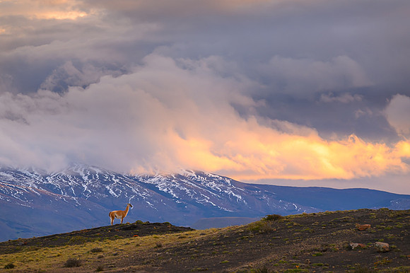 Guanaco