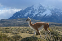 Guanaco