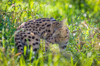 Serval
