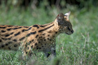 Serval