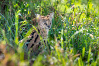 Serval
