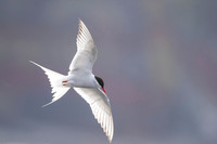 Arctic tern  Rybitwa arktyczna