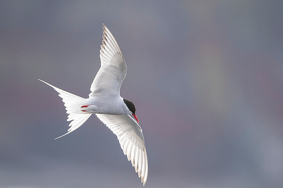 Arctic tern  Rybitwa arktyczna