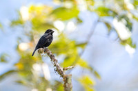 Blue-black Grassquit