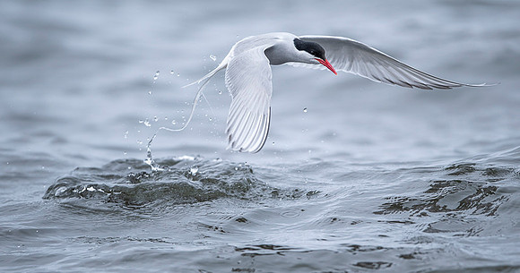 Arctic tern  Rybitwa arktyczna