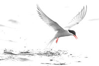 Arctic tern  Rybitwa arktyczna