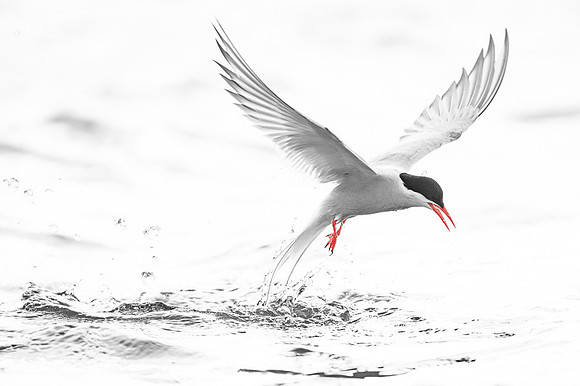 Arctic tern  Rybitwa arktyczna