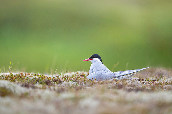 Arctic tern  Rybitwa arktyczna
