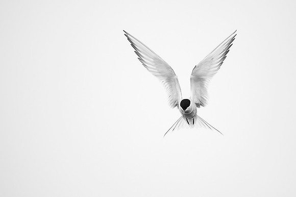 Arctic tern  Rybitwa arktyczna