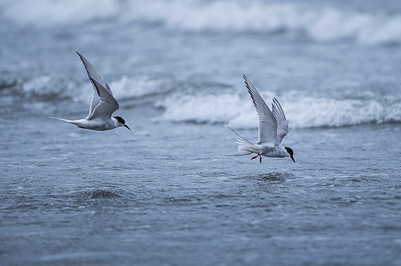 Arctic tern  Rybitwa arktyczna