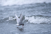 Arctic tern  Rybitwa arktyczna