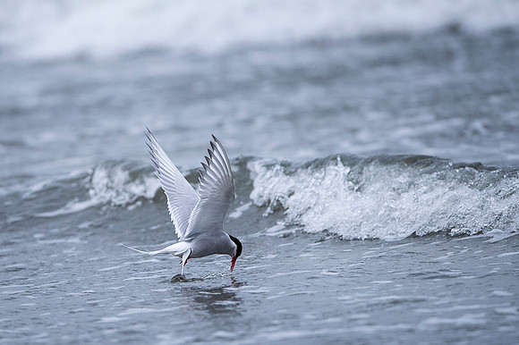Arctic tern  Rybitwa arktyczna