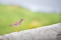 Common redshrank  Krwawodziób